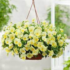Lemon Cool Wave, (F1) Viola Seeds | Urban Farmer